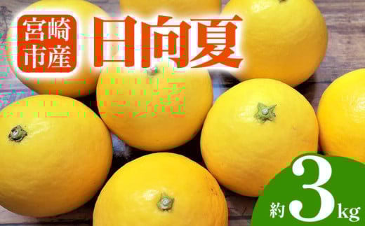 【期間・数量限定】宮崎市産 日向夏 約3kg_M184-010 517400 - 宮崎県宮崎市