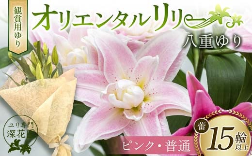 ユリ専門＜深花園＞観賞用ゆり オリエンタルリリー 八重ゆり ＜ピンク・普通＞ 蕾15輪以上 F23R-954 1995320 - 福島県白河市