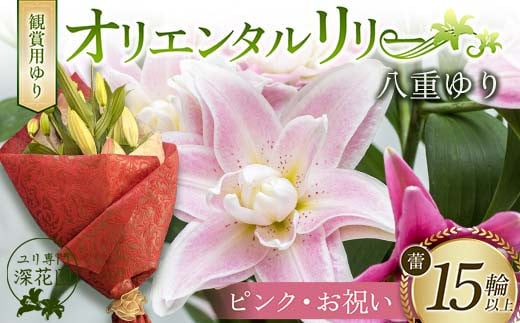 ユリ専門＜深花園＞観賞用ゆり オリエンタルリリー 八重ゆり ＜ピンク・お祝い＞ 蕾15輪以上 F23R-955 1995321 - 福島県白河市