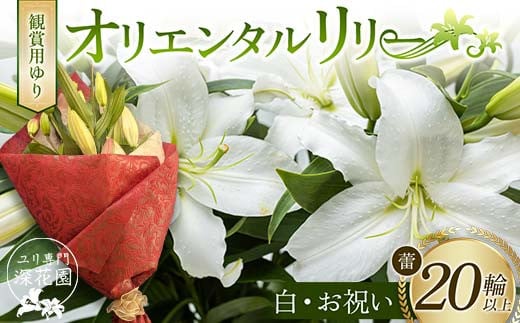 ユリ専門＜深花園＞観賞用ゆり オリエンタルリリー ＜白・お祝い＞ 蕾20輪以上 F23R-959 1995325 - 福島県白河市