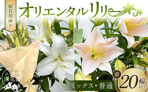 ユリ専門＜深花園＞観賞用ゆり オリエンタルリリー ＜ミックス・普通＞ 蕾20輪以上 F23R-964