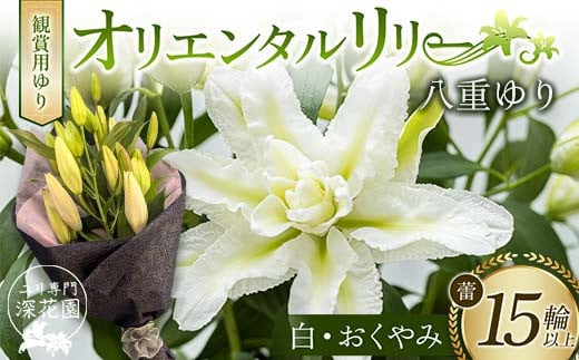 ユリ専門＜深花園＞観賞用ゆり オリエンタルリリー 八重ゆり ＜白・おくやみ＞ 蕾15輪以上 F23R-953 1995319 - 福島県白河市