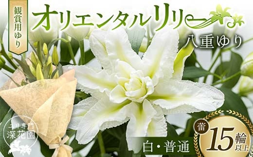 ユリ専門＜深花園＞観賞用ゆり オリエンタルリリー 八重ゆり ＜白・普通＞ 蕾15輪以上 F23R-951 1995317 - 福島県白河市