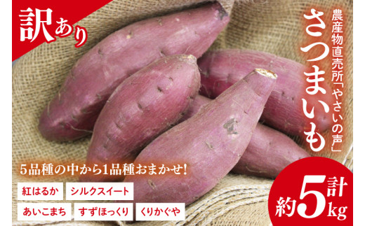 農産物直売所「やさいの声」★訳あり★さつまいも(品種おまかせ) 約5kg｜さつまいも 芋 サツマイモ 訳あり わけあり ワケアリ おまかせ 5kg 紅はるか シルクスイート すずほっくり くりかぐや あいこまち(EK-14) 1989089 - 茨城県行方市