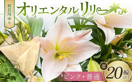 ユリ専門＜深花園＞観賞用ゆり オリエンタルリリー ＜ピンク・普通＞ 蕾20輪以上 F23R-961 1995327 - 福島県白河市