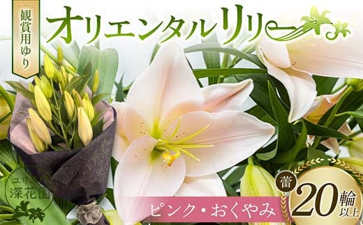 ユリ専門＜深花園＞観賞用ゆり オリエンタルリリー ＜ピンク・おくやみ＞ 蕾20輪以上 F23R-963