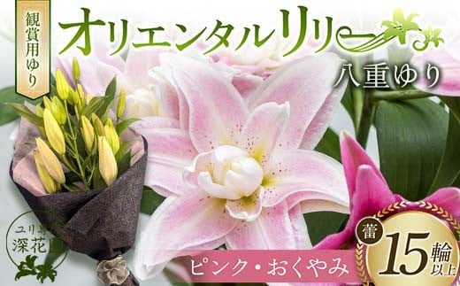 ユリ専門＜深花園＞観賞用ゆり オリエンタルリリー 八重ゆり ＜ピンク・おくやみ＞ 蕾15輪以上 F23R-956 1995322 - 福島県白河市