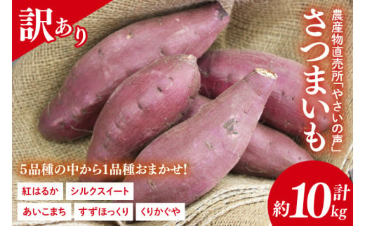 農産物直売所「やさいの声」★訳あり★さつまいも(品種おまかせ) 約10kg｜さつまいも 芋 サツマイモ 訳あり わけあり ワケアリ おまかせ 10kg 紅はるか シルクスイート すずほっくり くりかぐや あいこまち(EK-15) 1989090 - 茨城県行方市