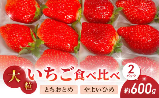 大粒！田口さんのいちご（とちおとめとやよいひめのセット）2パック（600g）  1986636 - 長野県東御市