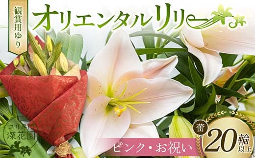 ユリ専門＜深花園＞観賞用ゆり オリエンタルリリー ＜ピンク・お祝い＞ 蕾20輪以上 F23R-962 1995328 - 福島県白河市