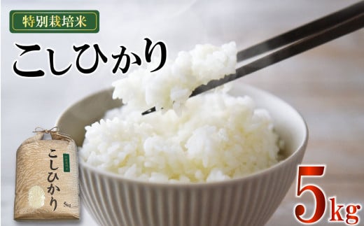 米 こしひかり 5kg 農家直送 特別栽培米 精米 コシヒカリ 令和6年度産 お米  贈り物 人気米 ご飯 白米 コメ 贈答 静岡県 藤枝市				 1998982 - 静岡県藤枝市