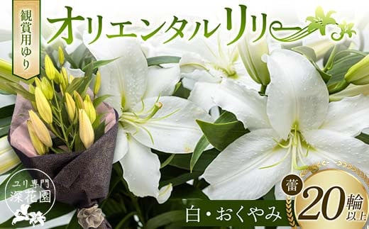 ユリ専門＜深花園＞観賞用ゆり オリエンタルリリー ＜白・おくやみ＞ 蕾20輪以上 F23R-960 1995326 - 福島県白河市