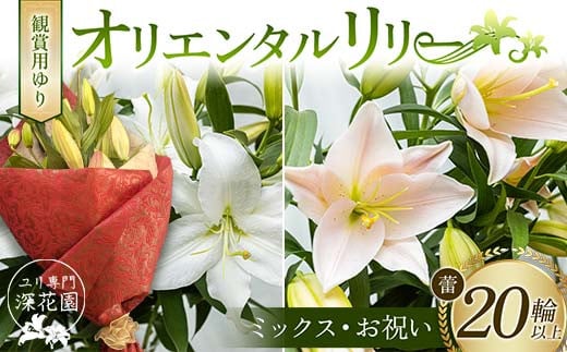 ユリ専門＜深花園＞観賞用ゆり オリエンタルリリー ＜ミックス・お祝い＞ 蕾20輪以上 F23R-965 1995331 - 福島県白河市