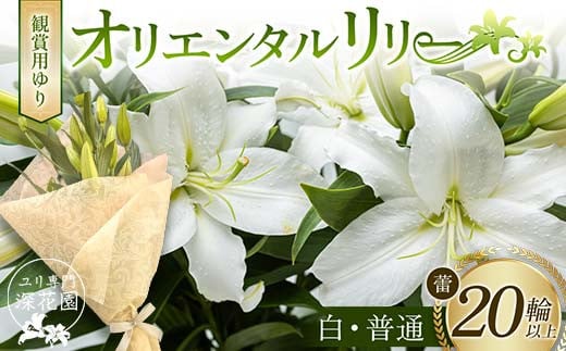 ユリ専門＜深花園＞観賞用ゆり オリエンタルリリー ＜白・普通＞ 蕾20輪以上 F23R-958 1995324 - 福島県白河市