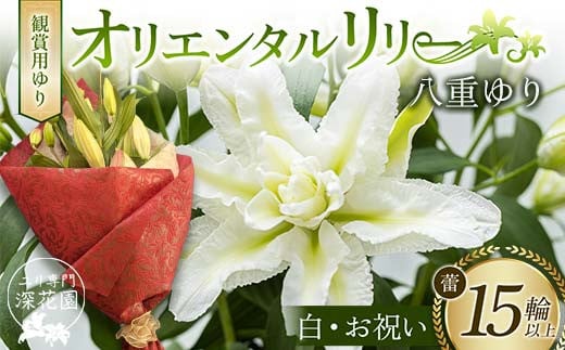 ユリ専門＜深花園＞観賞用ゆり オリエンタルリリー 八重ゆり ＜白・お祝い＞ 蕾15輪以上 F23R-952 1995318 - 福島県白河市