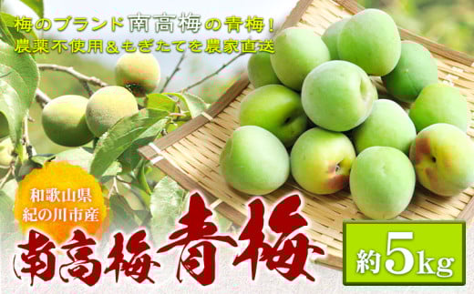 青梅 南高梅 約5kg 和歌山産 産地直送 農家直送 ときわオンライン《2025年5月下旬-7月上旬頃出荷》 和歌山県紀の川市