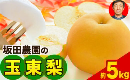 期間限定 『坂田農園』の玉東梨 約5kg 7-16玉前後《8月中旬-9月末頃出荷》 熊本県玉名郡玉東町産『坂田農園』なし 果物 スイーツ フルーツ デザート 旬 豊水 あきづき 新高 1405464 - 熊本県玉東町
