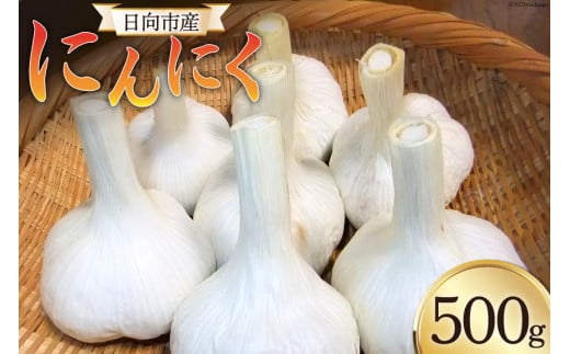 にんにく 《2024年6月～11月発送予定》 日向市産 にんにく 500g 農薬不使用 化学肥料不使用 [甲斐自然派農園 宮崎県 日向市 452060132] 国産 ニンニク 354243 - 宮崎県日向市