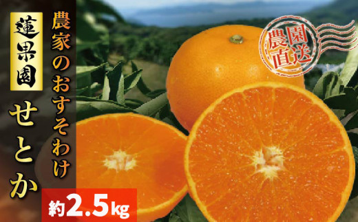 【2026年2月下旬から発送予定】  せとか B品 家庭用2.5kg |みかん 蜜柑 柑橘 甘い 高級 先行 予約 果物 フルーツ おすすめ 人気 愛媛 松山 1044248 - 愛媛県松山市