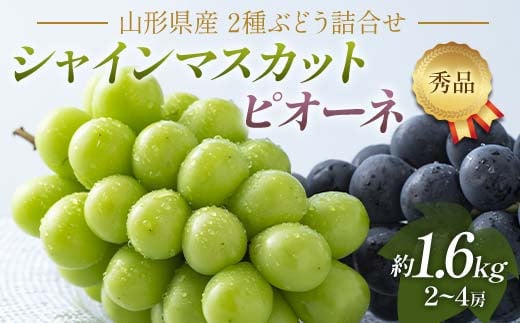 FYN6-059 《2025年先行予約》贈答用 山形県産 シャインマスカット ピオーネ 詰合せ 約1.6kg（2～4房） 秀品 2025年8月下旬から順次発送 葡萄 ブドウ 種無し 夏果実 秋果実 果物 くだもの フルーツ 贈り物 ギフト プレゼント 産地直送 山形県 西川町 月山 2011888 - 山形県西川町