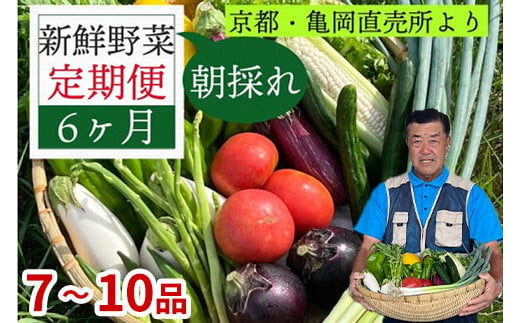 【6回定期便(2ヶ月に1回)】野菜 定期便 直送 6回 朝採れ 7～10品目 京都丹波 亀岡 佐伯の里 訳あり生活応援 家計応援※北海道・沖縄・離島への配送不可