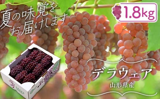 FYN6-064 ≪2025年先行予約≫山形県産 デラウェア 1.8kg(9～16房) 秀品 2025年8月上旬から順次発送 種無し 小粒 食べやすい ぶどう ブドウ 葡萄 くだもの 果物 フルーツ 夏果実 箱入り 中元 贈り物 ギフト 自宅 家庭 産地直送 山形県 西川町 月山 2011911 - 山形県西川町