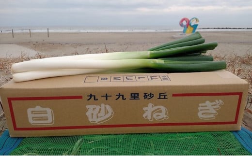 白砂ねぎ　Lサイズ　約5kg [№5743-0035] 707403 - 千葉県九十九里町