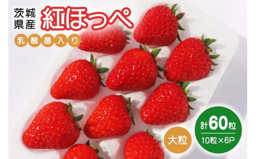 いちご様返品用出品 訳ありいちご 2kg（茨城県共通返礼品：石岡市産）※2024年12月