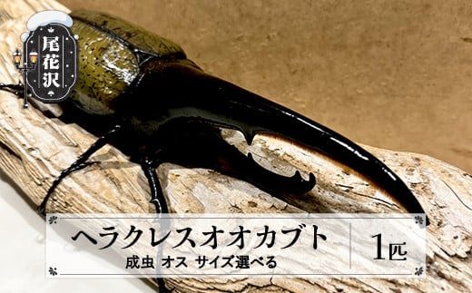 尾花沢市産 昆虫の王様 ヘラクレスオオカブト カブトムシ オス サイズ選べる 成虫 1匹 kb-blhamx