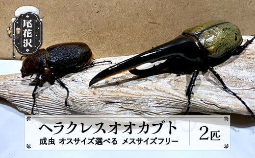 尾花沢市産 昆虫の王様 ヘラクレスオオカブト カブトムシ オス サイズ選べる メス サイズフリーペア 成虫 2匹 kb-blhapx