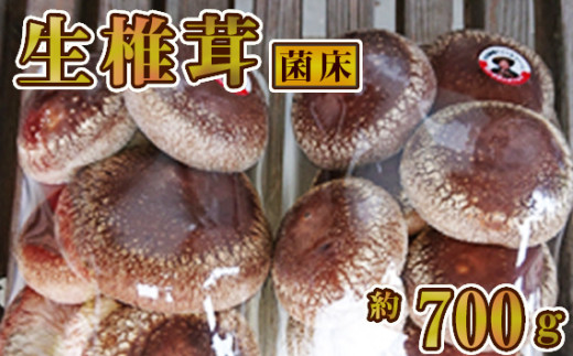 生椎茸 菌床 約700g [No.279] / しいたけ シイタケ 岐阜県 特産