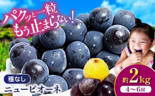 【先行予約】【2025年8月中旬から順次発送】ニューピオーネ 2kg（4から6房）愛媛県大洲市/有限会社ふじブドウ園 果物 くだもの フルーツ 葡萄 ぶどう ピオーネ [AGDB001] 1990843 - 愛媛県大洲市