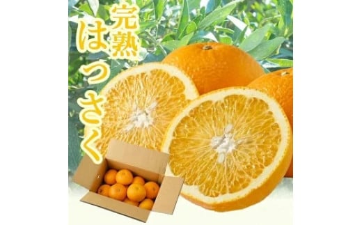 タカじいの 完熟 さつき はっさく家庭用 10kg (M～2Lサイズ) / 八朔 訳あり 和歌山 有田 柑橘 ※4月上旬〜4月下旬に順次発送【krs022-c-10】 1983458 - 和歌山県広川町