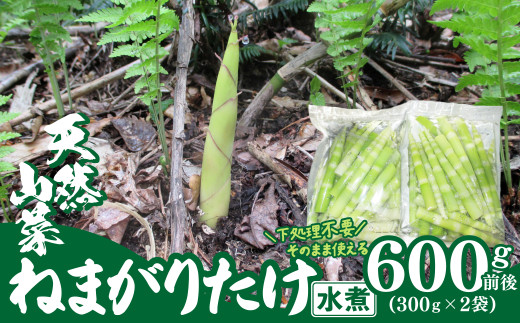 予約受付【天然山菜】ねまがりたけ水煮 60P3212 