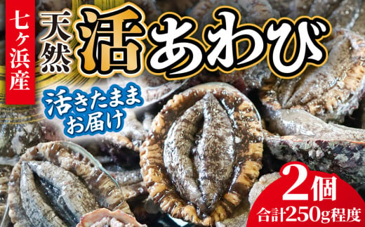 活あわび 2個 (合計250g程度)活きたままお届け！ 冷蔵 蝦夷 あわび 国産 サイズおまかせ｜ 七ヶ浜 漁協 鮑 高級 ステーキ アワビ 刺身 漁港直送 天然 新鮮 お造り 蒸し 姿煮 バター焼き お取り寄せ 宮城県 七ヶ浜町 ｜ jf-aw250-r6pd