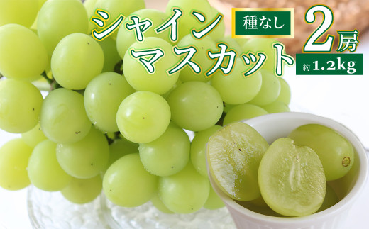 ＜シャインマスカット＞先行予約 ぶどう grape fruit フレッシュ 旬 果物 くだもの 高知県 佐川町産＜2025年8月下旬以降に発送＞