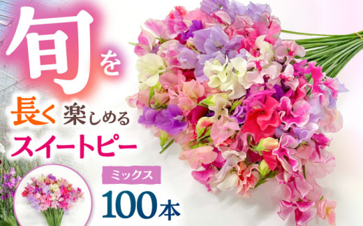 【R7年度12月以降発送】【生産農家直送！】スイートピー 花束 100本（ミックス）【木下農園】 お花 生花 ギフト 贈り物 プレゼント  [IBW004] 287857 - 佐賀県白石町