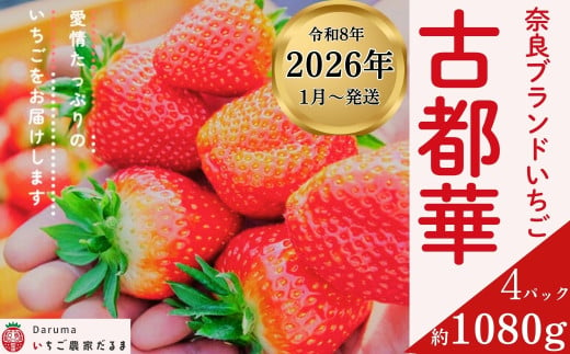 ★★2026年予約販売開始★★【2026年（令和8年）1月～発送】厳選 大ちゃんの 古都華（２７０ｇ入×４パック）限定出荷 いちご 苺 奈良ブランド苺 イチゴ いちご ブランド 古都華 大粒 苺 旬 国産 贈答用 プレゼント 人気苺   おすすめ苺 いちご農家だるま 奈良県 奈良市 なら 10-195 1993167 - 奈良県奈良市