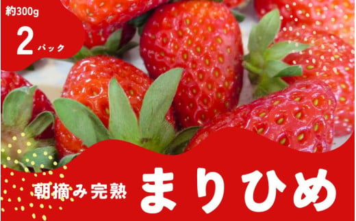 朝摘み 完熟 まりひめ いちご 厳選 約300g×2パック （計約600g)※2025年1月下旬～3月下旬ごろ順次発送予定（お届け日指定不可）【ard221】 1991978 - 和歌山県紀美野町