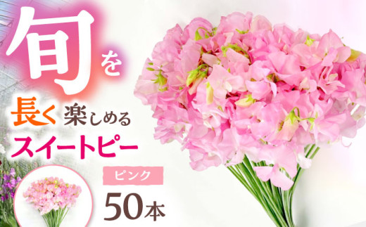 【R7年度12月以降発送】【生産農家直送！】スイートピー 花束 50本（ピンク）【木下農園】 お花 生花 ギフト 贈り物 プレゼント  [IBW002]