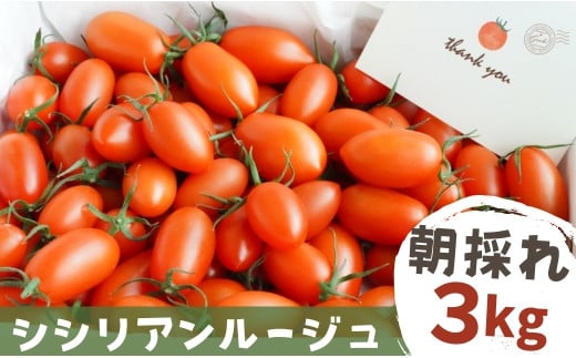 【 3kg 】げんき農場の朝採れ シシリアンルージュ ｜ トマト ミニトマト とまと 八街 千葉 トマト 3kg 1996894 - 千葉県八街市