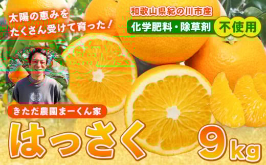 まーくん家の八朔 9kg きただ農園まーくん家《2月上旬-3月末頃出荷》和歌山県 紀の川市 柑橘 はっさく 化学肥料・除草剤不使用
