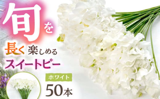 【R7年度12月以降発送】【生産農家直送！】スイートピー 花束 50本（ホワイト）【木下農園】 お花 生花 ギフト 贈り物 プレゼント  [IBW003] 287856 - 佐賀県白石町