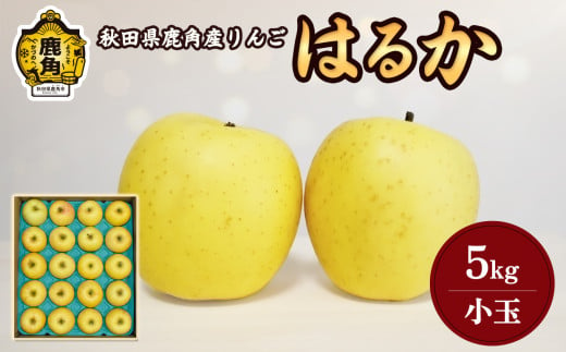  秋田県 鹿角産 りんご 「 はるか 」 小玉 5kg ( 20～23玉入 ) 【山麓園】食感 果汁 リンゴ 完熟 蜜なし 旬 県産 りんご 林檎 お中元 お歳暮 贈り物 グルメ ギフト 故郷 秋田 あきた 鹿角市 鹿角 蜜 送料無料  1991811 - 秋田県鹿角市