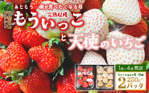 【完熟収穫】いちご　紅白セット　もういっこ　天使のいちご　250g×2パック　【04324-0205】