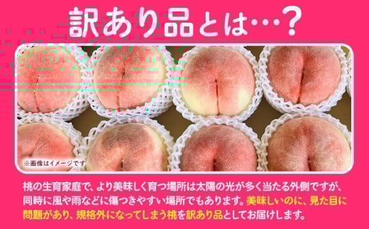 和歌山県紀の川市のふるさと納税 【2025年先行予約】桃 あら川の桃 訳あり ご家庭用 4kg 坂口農園《2025年6月下旬-8月下旬頃より出荷予定》 和歌山県 紀の川市 桃 もも モモ 白鳳  川中島白桃 あら川の桃 送料無料