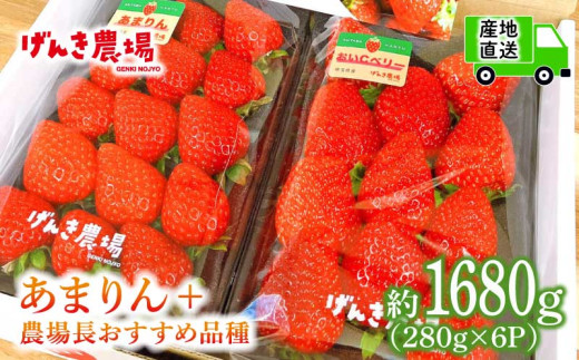 【事前受付】いちご あまりん +農場長おすすめ品種 1680g (280g×6P)  苺 食べ比べ イチゴ ストロベリー 産地直送 ご当地 果物 くだもの フルーツ デザート 食品 冷蔵 げんき農場 埼玉県 羽生市 1446895 - 埼玉県羽生市