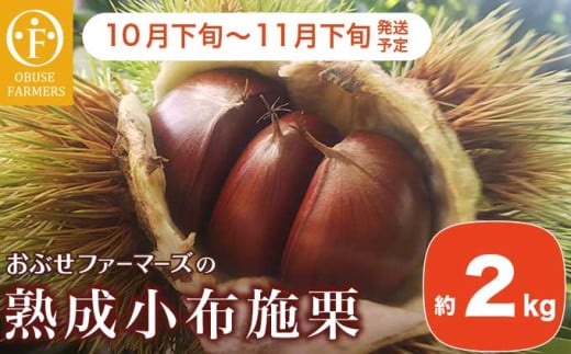  熟成小布施栗 約2kg ［おぶせファーマーズ］ 果物 フルーツ 生栗 くり 長野県産 信州産 令和7年産 【2025年10月下旬〜11月下旬発送】［FB-510］ 230481 - 長野県小布施町