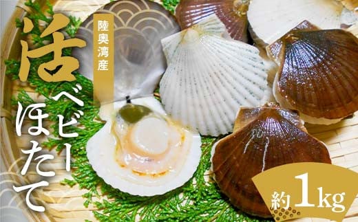 陸奥湾産 活ベビーほたて 約1kg 【飛佳丸】 ホタテ ほたて 帆立 活ホタテ 海鮮 貝 貝柱 魚介 青森県 平内町 東北 むつ湾 F21J-260 2118211 - 青森県平内町