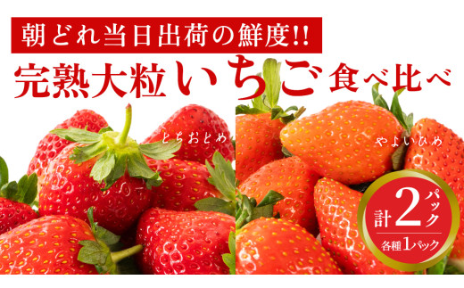 完熟 やよいひめ ・ とちおとめ 食べ比べ 2パック 先行予約 大粒 イチゴ 苺 いちご フルーツ 果物 [AF060ci]